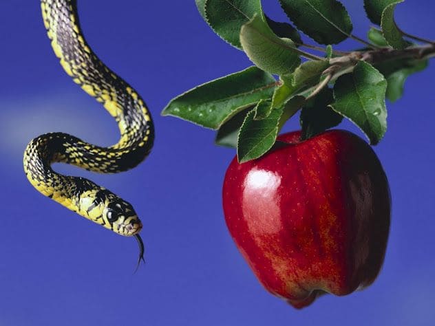 Uma cobra e uma maçã