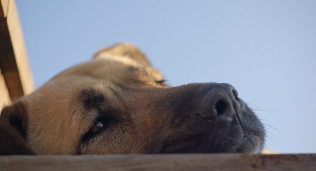 Vida de cão