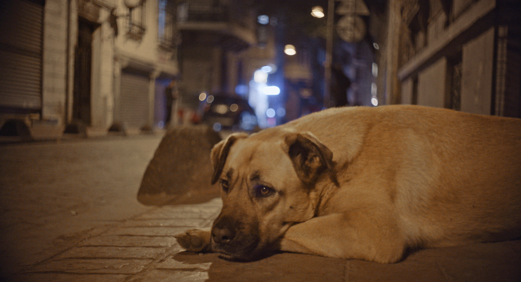 Zeytin, uma cadela grande e bege, deitada na calçada de uma rua - Crítica de  Vida de Cão - uma história de patas e caudas - Otageek