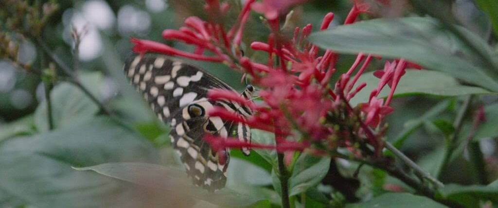 Borboleta do filme As Borboletas de Arabuko