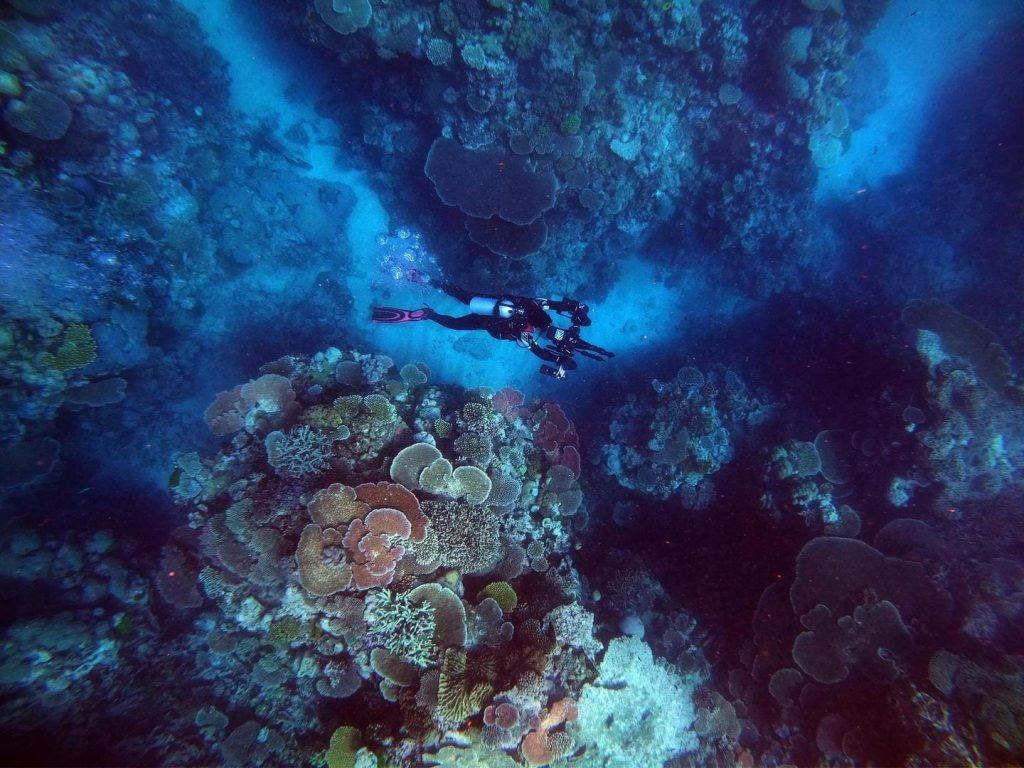 Fundo do mar com corais 