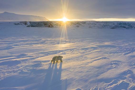 otageek-urso-polar