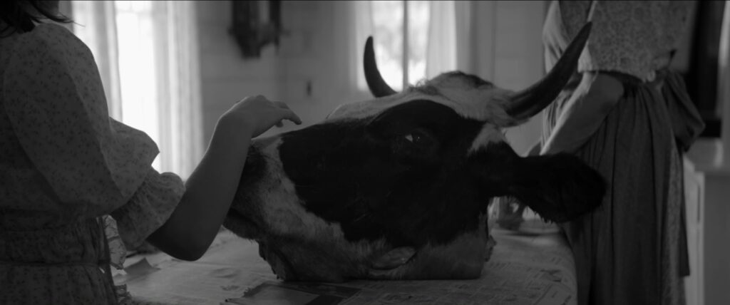 Francisca alisa a cabeça de uma vaca decapitada por sua mãe.